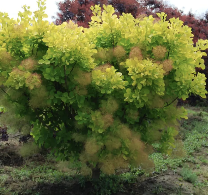 Cotinus c. &#39;Golden Spirit&#39; 