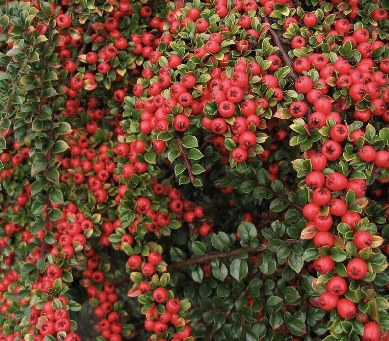 Cotoneaster horizontalis