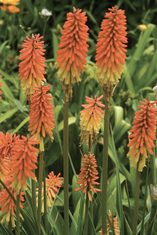 Kniphofia 'Flamenco' #1