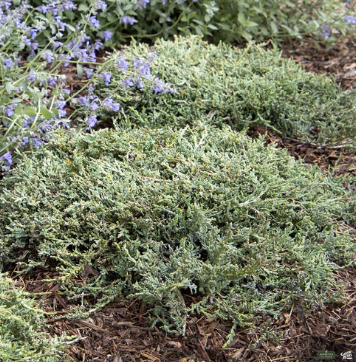 Juniperus h. &#39;Youngstown&#39;