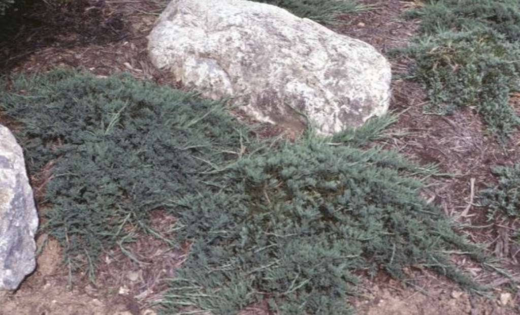Juniperus h. &#39;Bar Harbor&#39; 