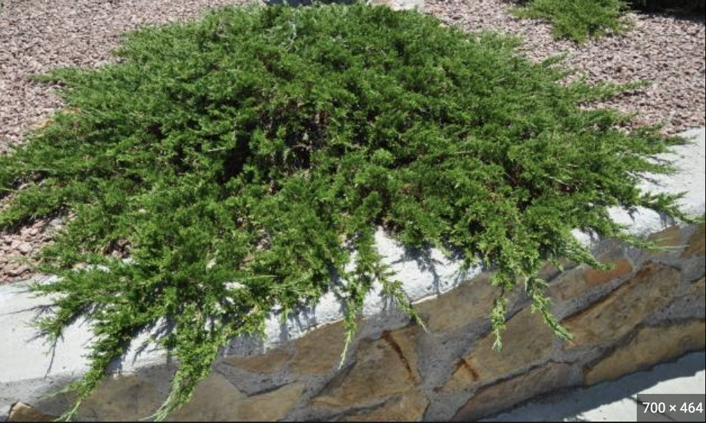 Juniperus sab. Tam