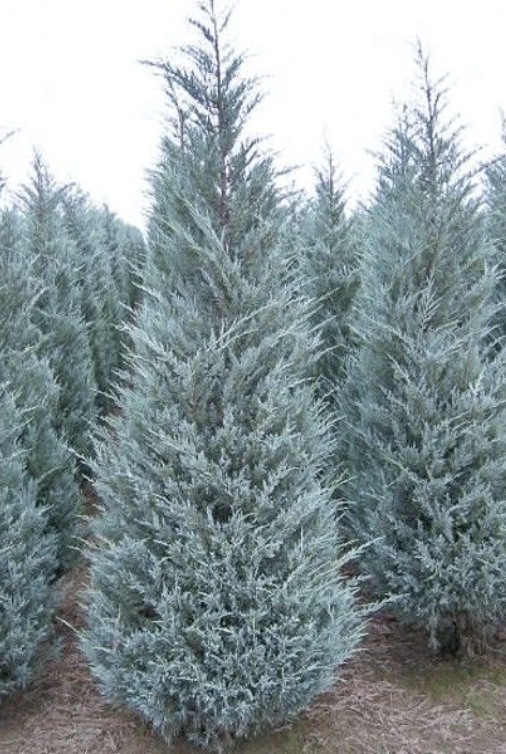 Juniperus s. &#39;Moonglow&#39;