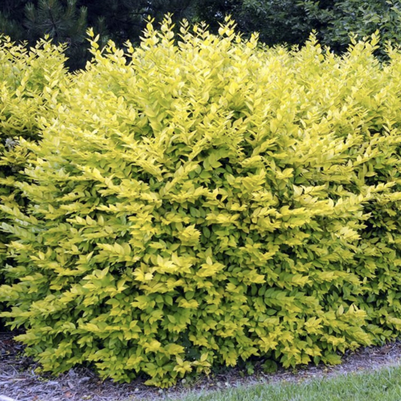 Ligustrum x vicaryi 'Golden'
