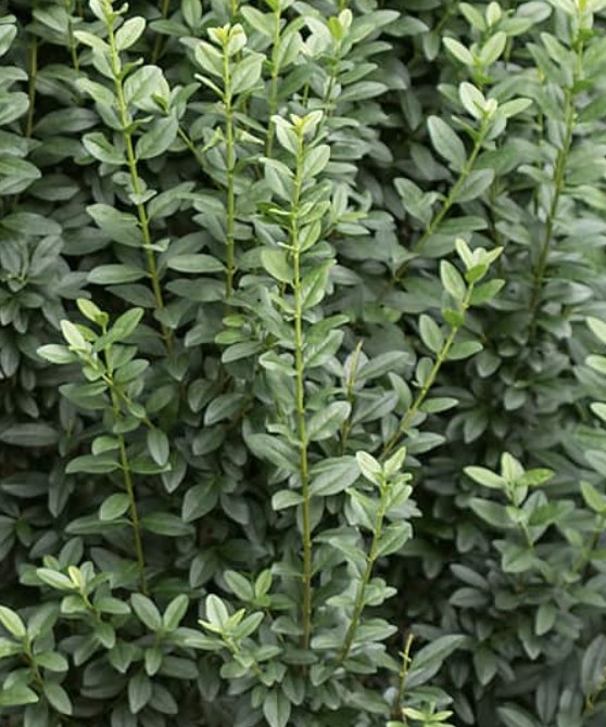 Ligustrum 'Straight Talk'