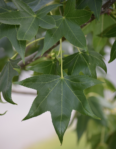 Liquidambar s. &#39;Happidaze&#39;