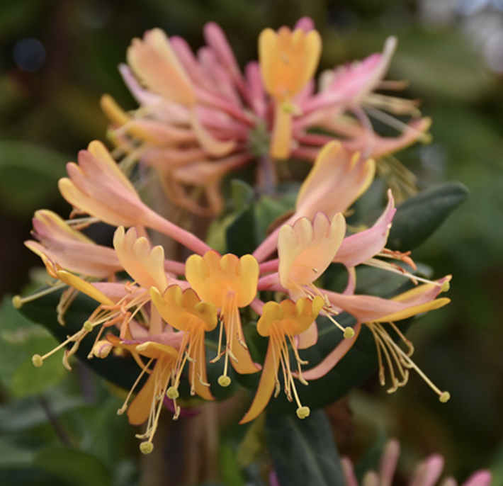 Lonicera &#39;Goldflame&#39; #2