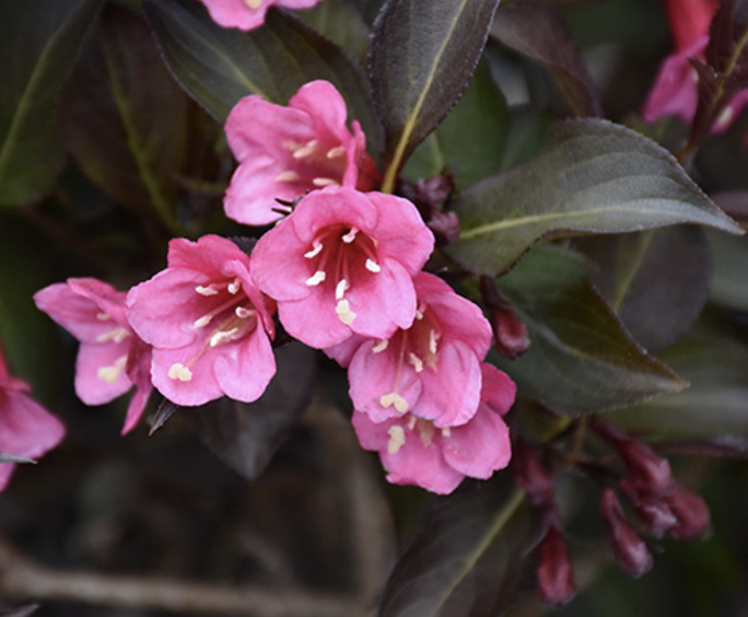 Weigela f. &#39;Wine and Roses&#39; 