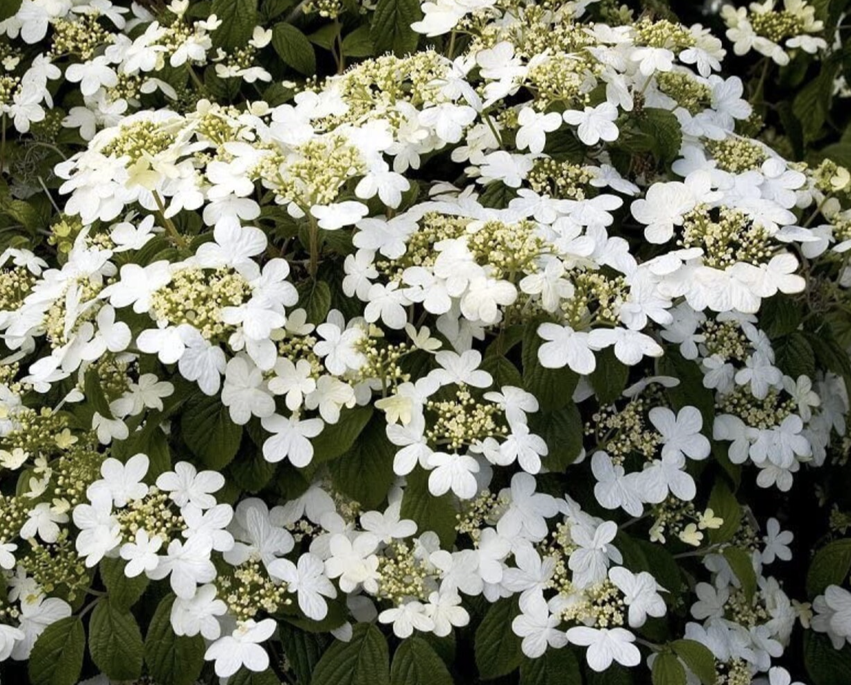 Viburnum p. t. &#39;Summer Snowflake&#39;
