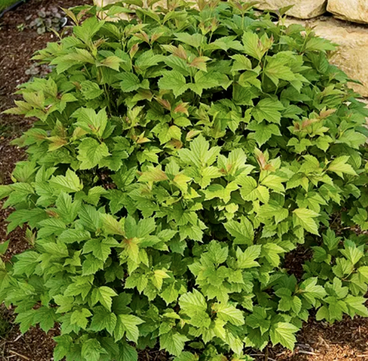 Viburnum t. &#39;Bailey Compact&#39;