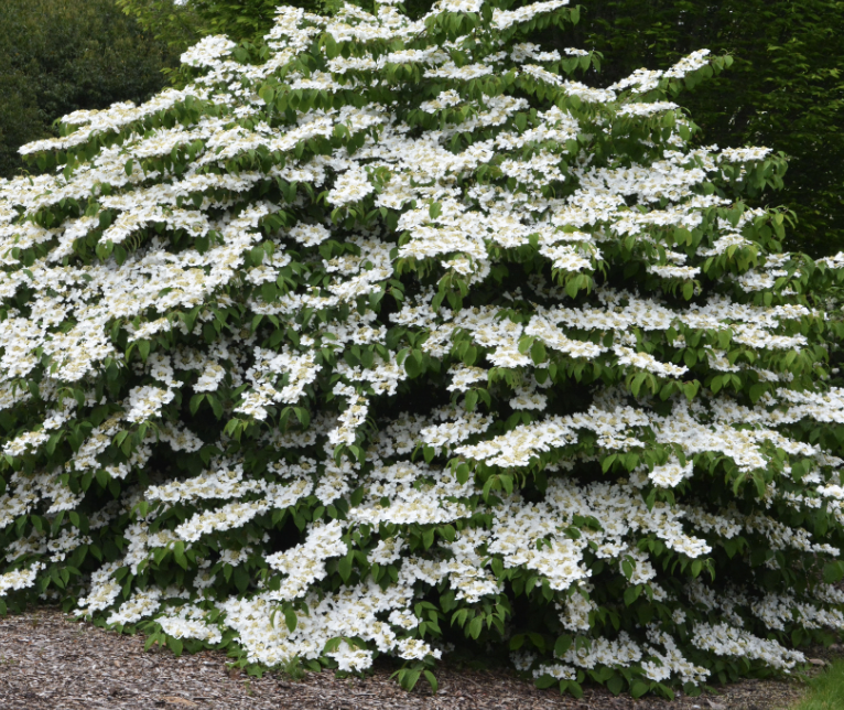 Viburnum p. &#39;Mariesii&#39;