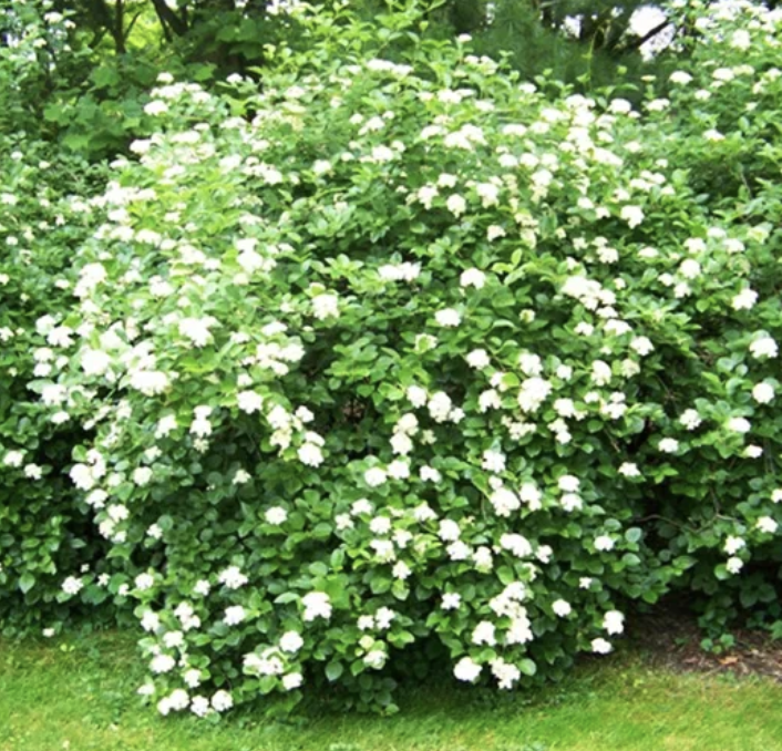 Viburnum d. &#39;Northern Burgundy&#39;