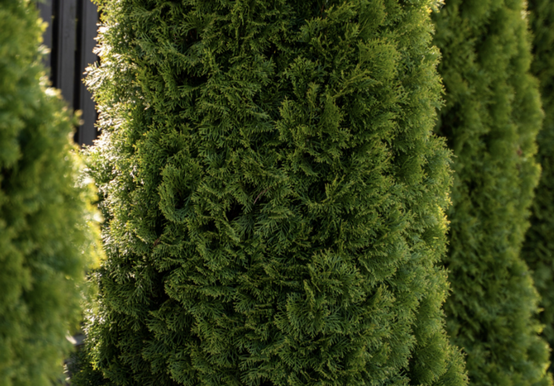 Thuja o. &#39;Emerald Green&#39;