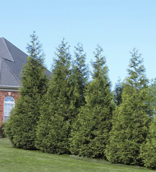 Thuja p. &#39;Green Giant&#39;