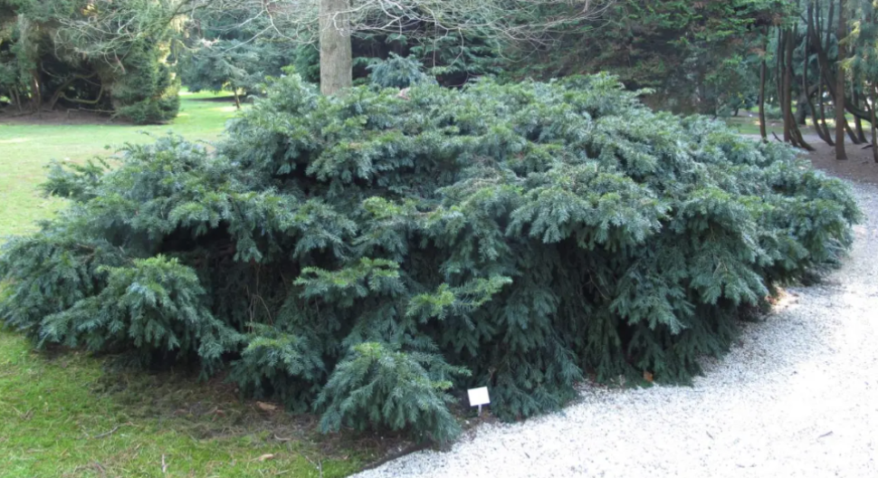 Taxus b. &#39;Repandens&#39;