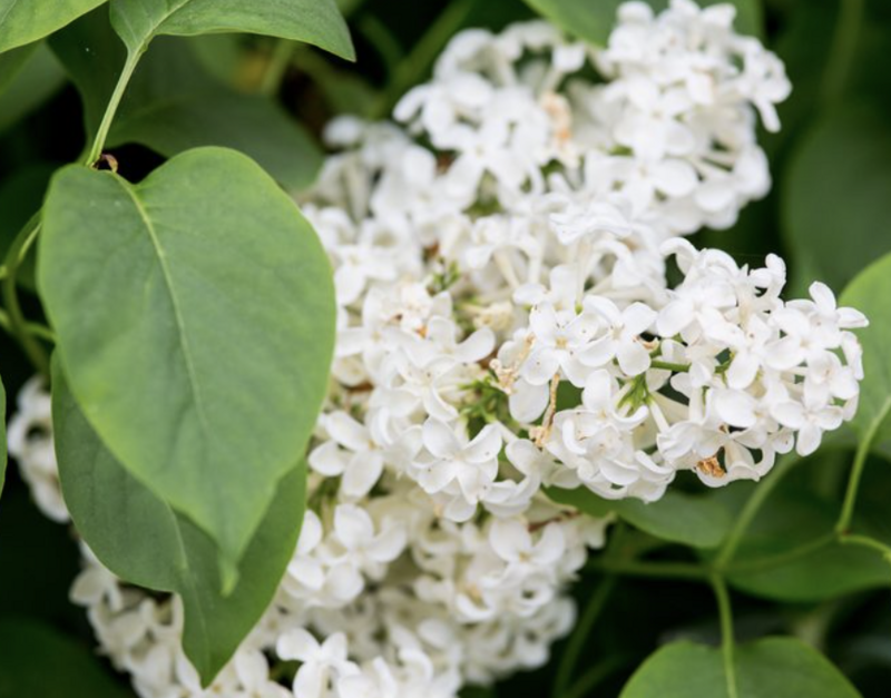 Syringa v. &#39;Primrose&#39;