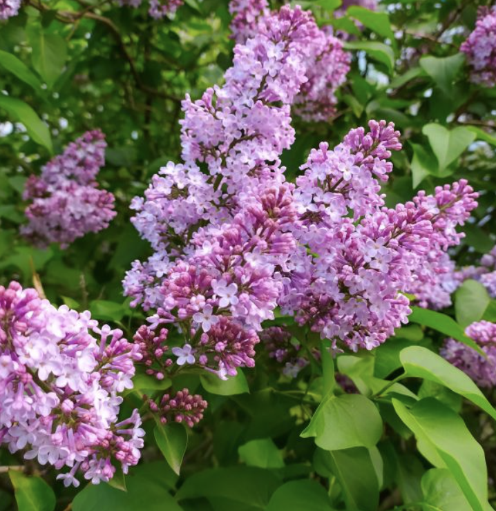 Syringa x h. 'Declaration' Syringa x h. 'Declaration'