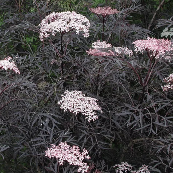 Sambucus n. 'Black Lace' 