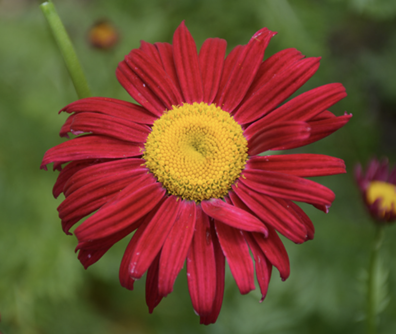 Tanacetum 'Robinsons Red' #1