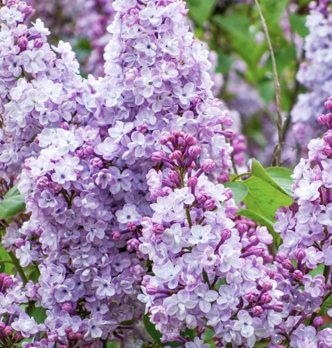Syringa v. 'Katherine Havemeyer'