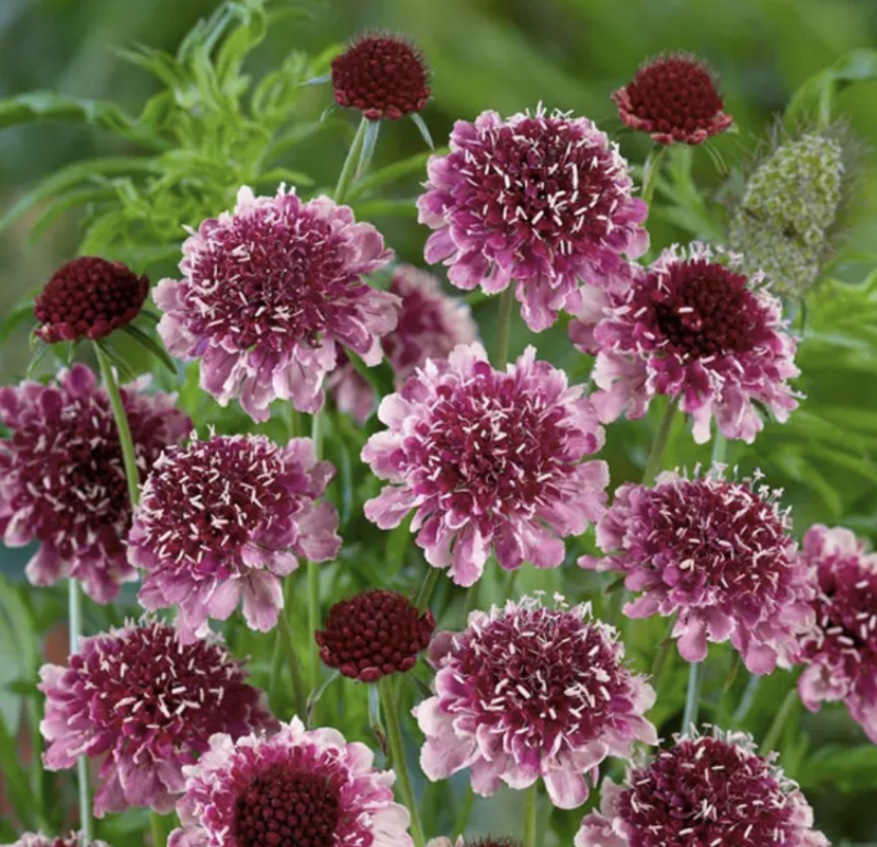 Scabiosa &#39;Beaujolais Bonnets #1