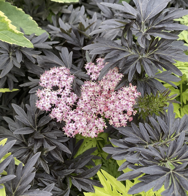 Sambucus n. ‘Laced Up’