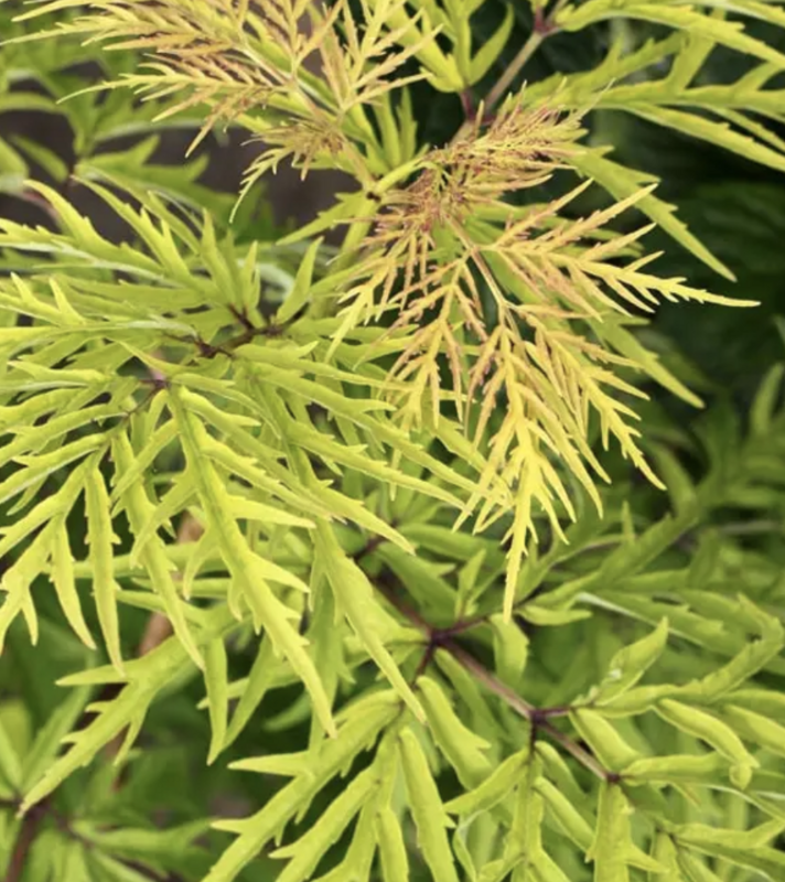 Sambucus r. 'Lemony Lace" 