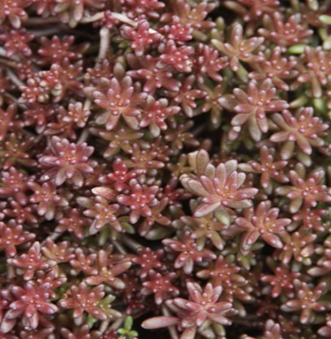 Sedum album &#39;Red Ice&#39; #1