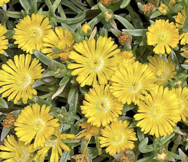 Delosperma &#39;W.O.W. Golden Wonder&#39;