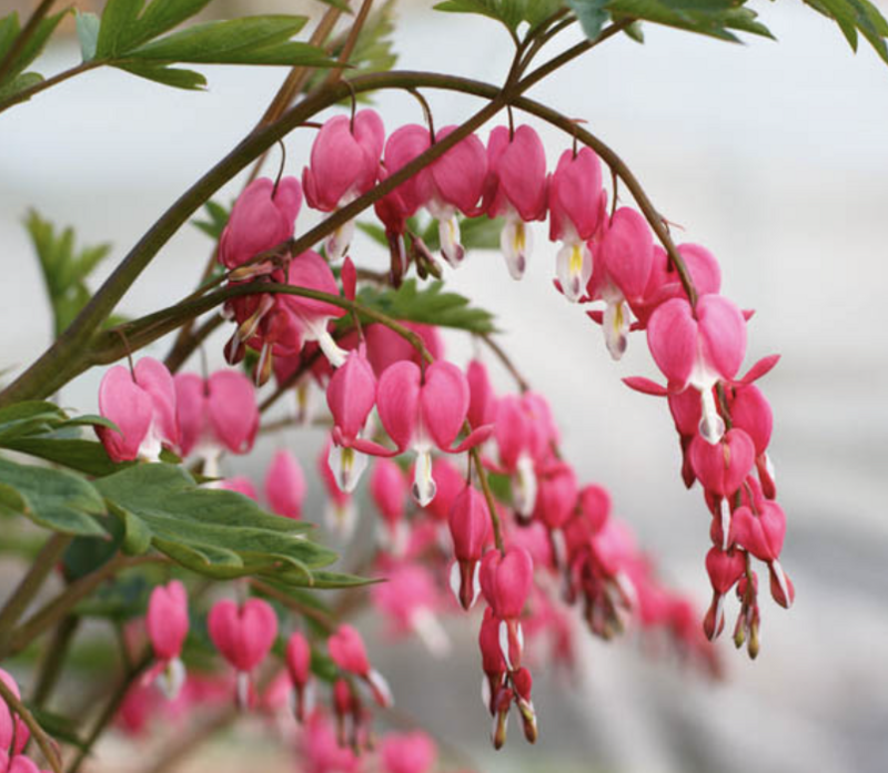 Dicentra s. &#39;Pink&#39; #1