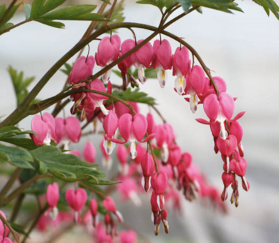 Dicentra s. 'Pink' #1