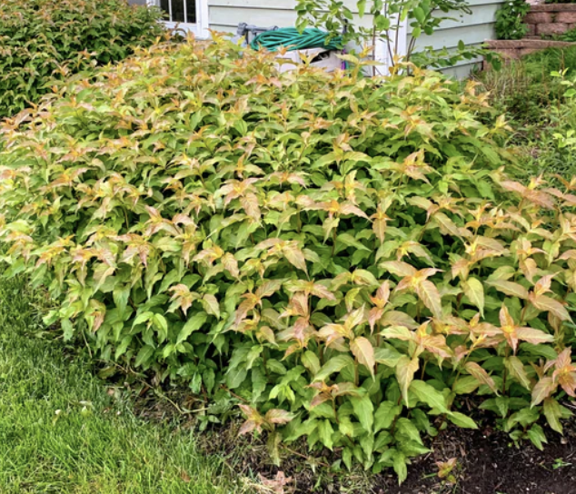 Diervilla l. &#39;Dwarf Honeysuckle Bush&#39;
