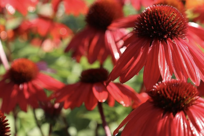 Echinacea Sombrero &#39;Sangrita&#39;