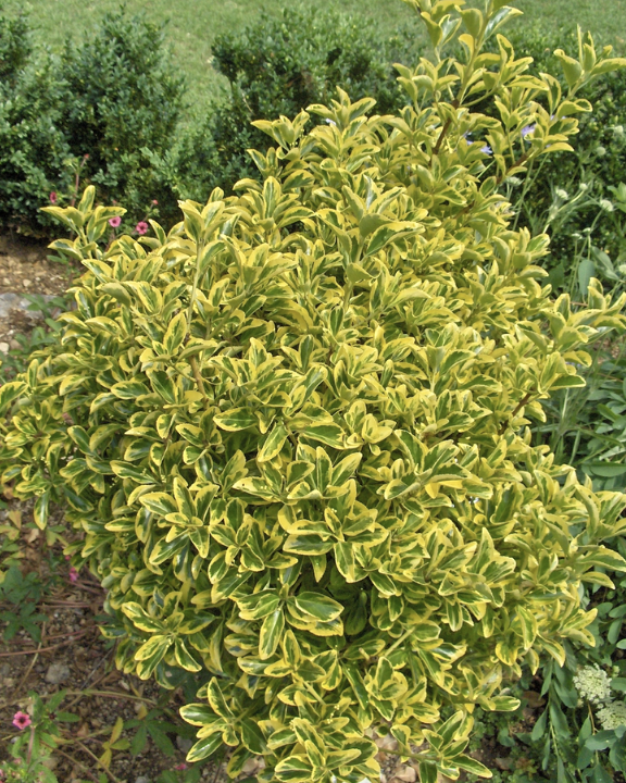 Euonymus j. &#39;Aureomarginatus&#39;