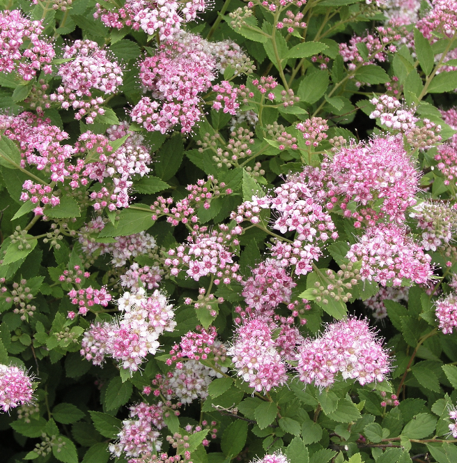 Spiraea j. &#39;Little Princess&#39; 