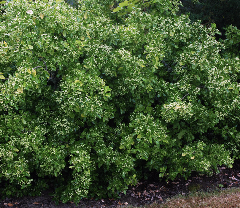 Euonymus k. &#39;Manhattan&#39; 
