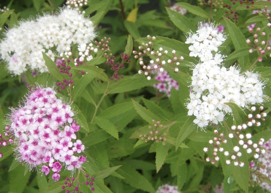 Spiraea j. &#39;Shirobana&#39; 