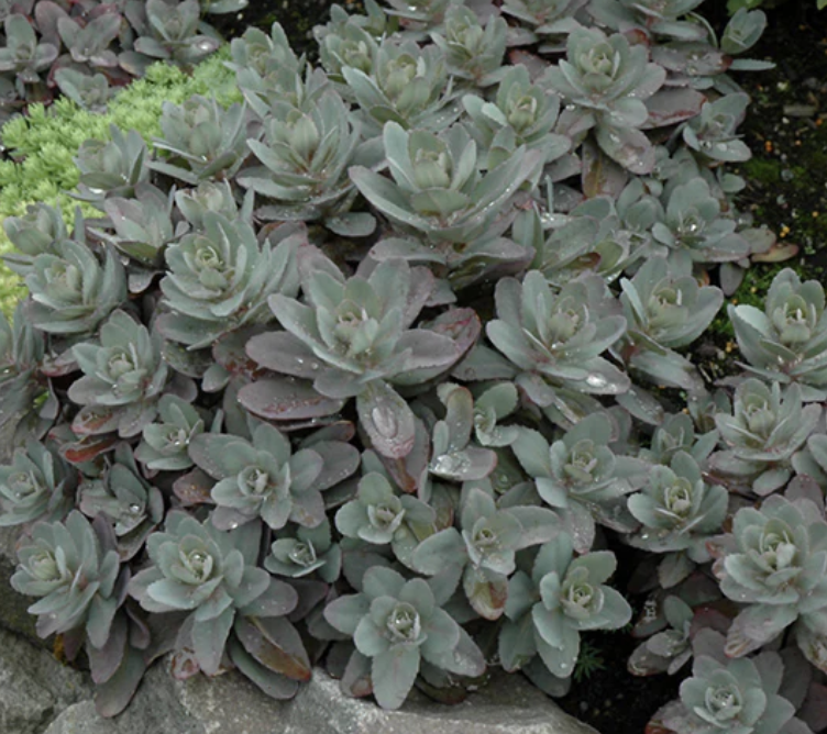 Sedum tel. &#39;Marina&#39; #1