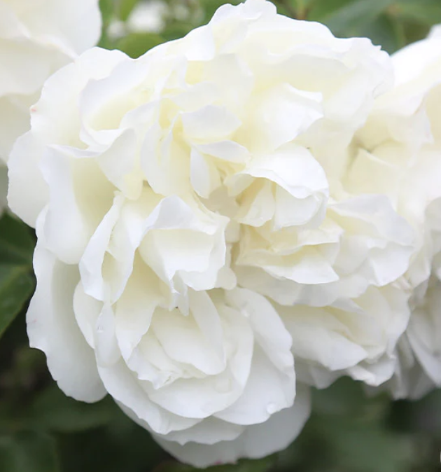 Rosa meidiland &#39;White&#39; 