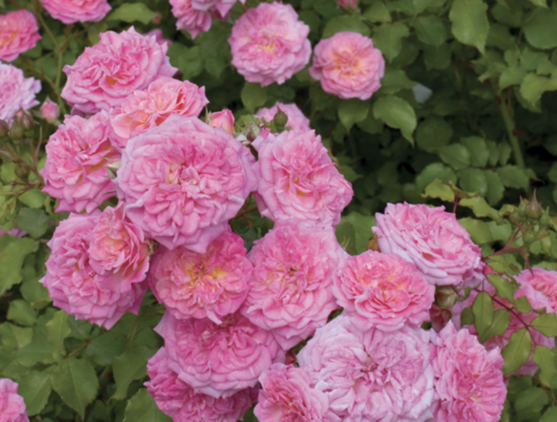 Rosa gc. &#39;Drift Sweet&#39; (pink) 