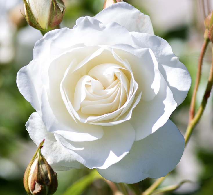 Rosa f. &#39;Iceberg&#39;