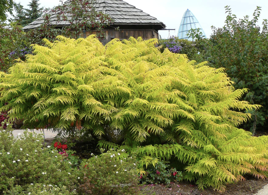 Rhus t. Bailtiger &#39;Tiger Eyes&#39; 