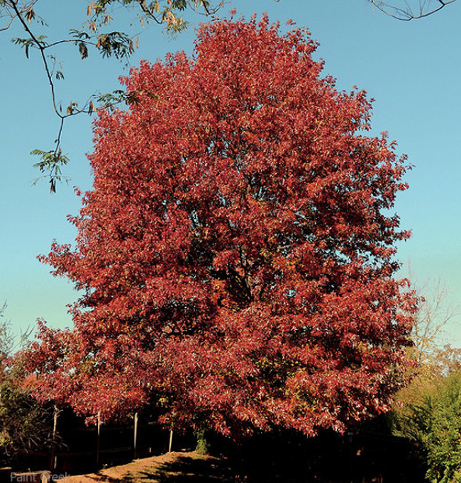 Quercus r. 'Red Oak'