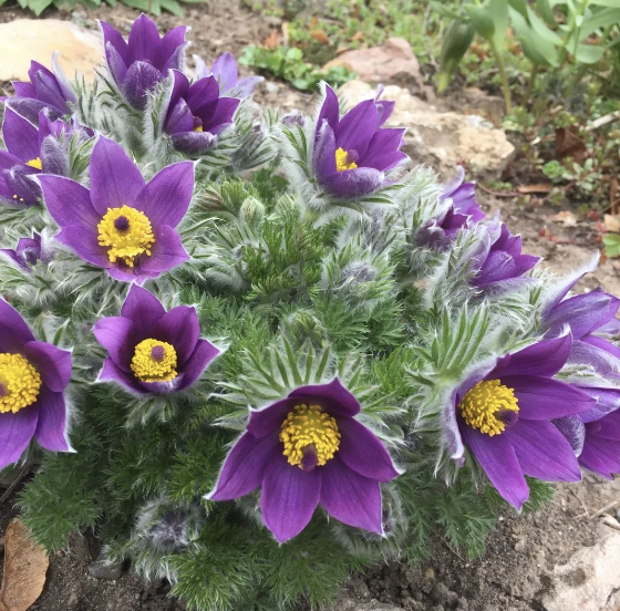 Pulsatilla vulgaris