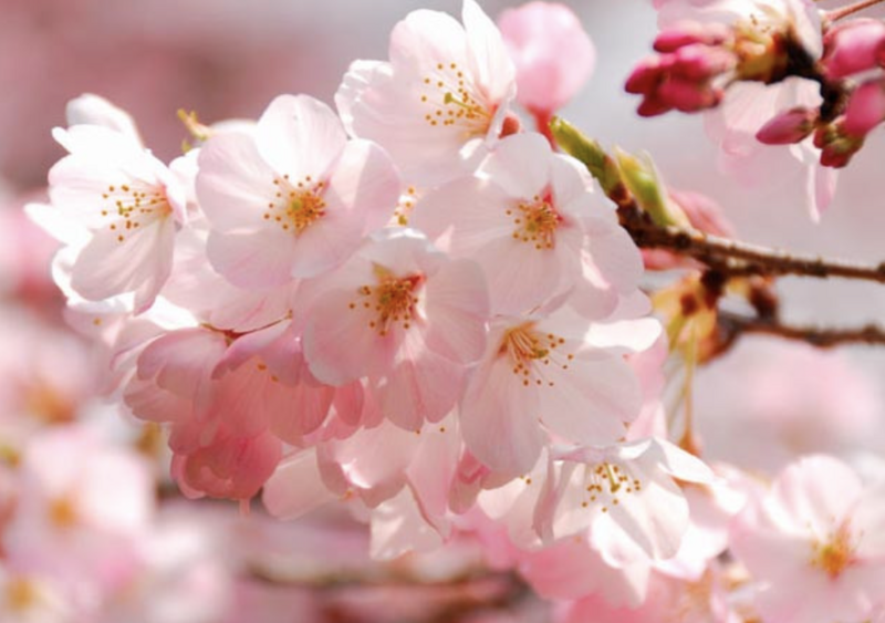 Prunus x y. &#39;Yoshino&#39;
