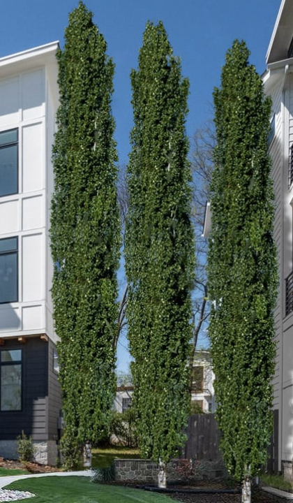 Populus t. &#39;Erecta&#39;
