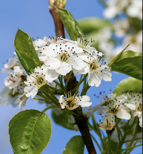 Pyrus c. &#39;Chanticleer&#39;