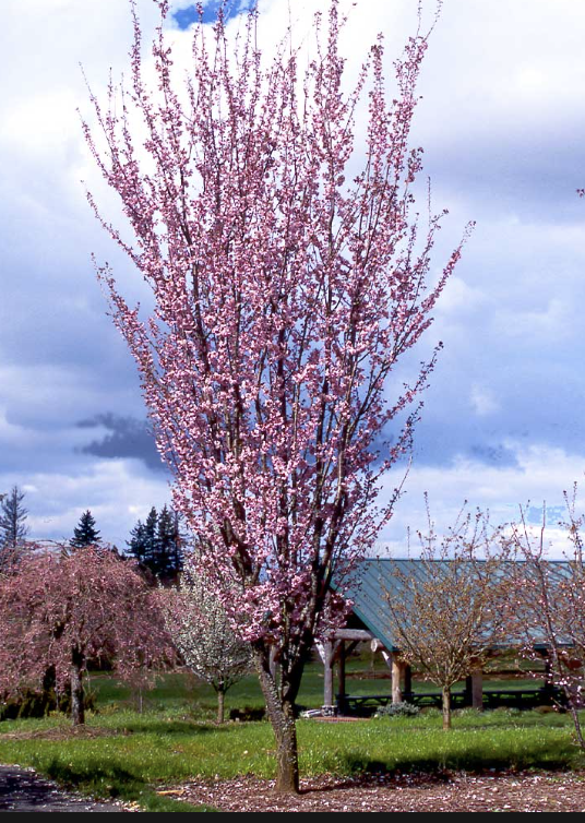Prunus s. 'Columnaris'