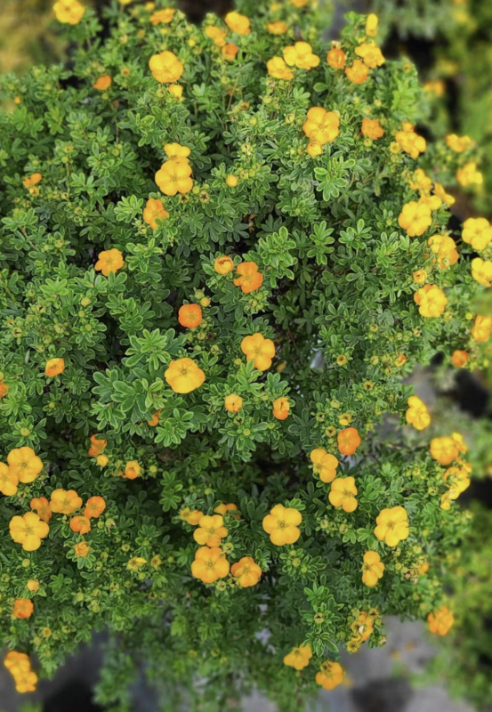 Potentilla f. 'Mango Tango' 