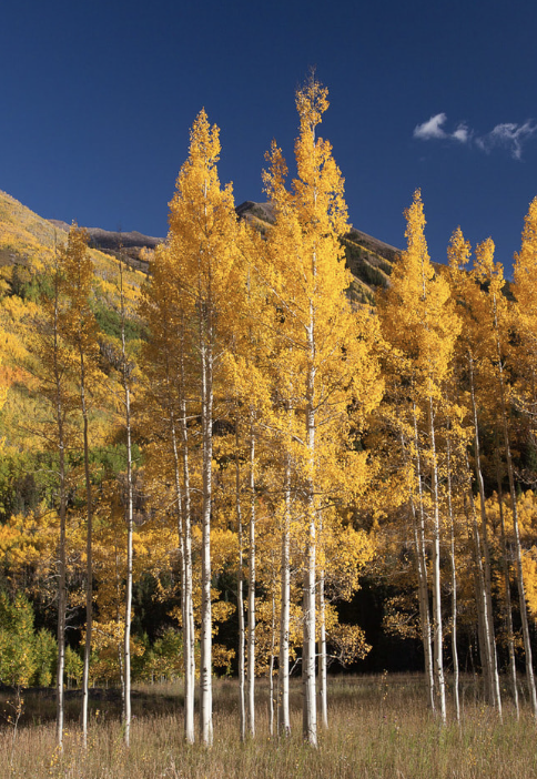 Populus t. &#39;Quaking Aspen&#39;